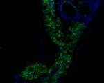 Os11g0569800 Antibody in Immunohistochemistry (Paraffin) (IHC (P))