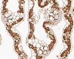 Os11g0569800 Polyclonal Antibody
