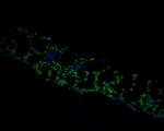 TMK4 Antibody in Immunohistochemistry (Paraffin) (IHC (P))