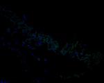 AP4M1 Antibody in Immunohistochemistry (Paraffin) (IHC (P))