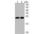 MYL4 Antibody in Western Blot (WB)