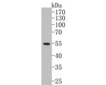 GABRA6 Antibody in Western Blot (WB)