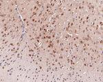 NARS Antibody in Immunohistochemistry (Paraffin) (IHC (P))