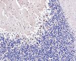 NARS Antibody in Immunohistochemistry (Paraffin) (IHC (P))