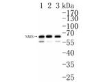 NARS Antibody in Western Blot (WB)