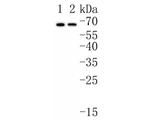 NARS Antibody in Western Blot (WB)