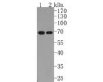 RAD52 Antibody in Western Blot (WB)