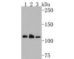 RNF111 Antibody in Western Blot (WB)