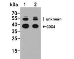 CDX4 Antibody in Western Blot (WB)