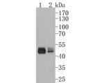 GSDMA Polyclonal Antibody