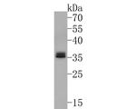 GNB4 Antibody in Western Blot (WB)