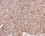 AOX1 Antibody in Immunohistochemistry (Paraffin) (IHC (P))