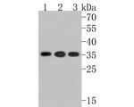 CIS Antibody in Western Blot (WB)