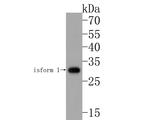 CLIC5 Antibody in Western Blot (WB)
