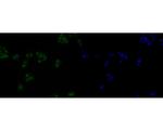 HMGB2 Polyclonal Antibody