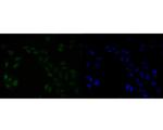 HMGB2 Antibody in Immunocytochemistry (ICC/IF)