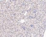 HMGB2 Antibody in Immunohistochemistry (Paraffin) (IHC (P))