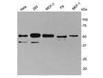 Cyclin A2 Antibody in Western Blot (WB)