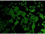 ERG Polyclonal Antibody