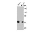 ERG Antibody in Western Blot (WB)