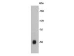 Tau Antibody in Western Blot (WB)