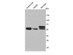 MAOA Polyclonal Antibody