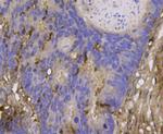 GDF11 Antibody in Immunohistochemistry (Paraffin) (IHC (P))