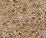 GDF11 Antibody in Immunohistochemistry (Paraffin) (IHC (P))