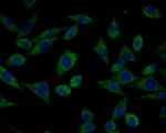 HSPA9 Polyclonal Antibody
