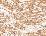 ID2 Antibody in Immunohistochemistry (Paraffin) (IHC (P))