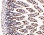 ID2 Antibody in Immunohistochemistry (Paraffin) (IHC (P))
