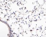 ID2 Antibody in Immunohistochemistry (Paraffin) (IHC (P))
