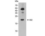 ID2 Antibody in Western Blot (WB)
