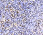 Ku80 Antibody in Immunohistochemistry (Paraffin) (IHC (P))