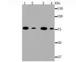 Ku80 Antibody in Western Blot (WB)