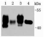 Rubisco activase Antibody in Western Blot (WB)