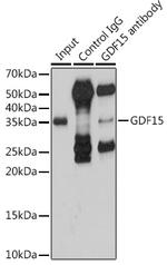 GDF15 Antibody in Immunoprecipitation (IP)