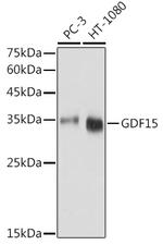 GDF15 Antibody in Western Blot (WB)