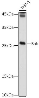 BAK Antibody in Western Blot (WB)