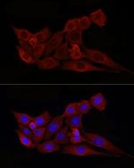 BAX Polyclonal Antibody