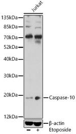 Caspase 10 Polyclonal Antibody