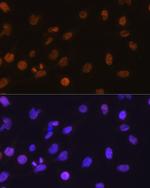 CHOP Antibody in Immunocytochemistry (ICC/IF)