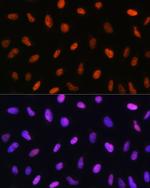 CHOP Polyclonal Antibody