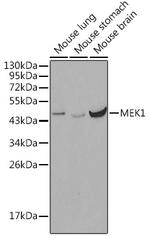 MEK1 Antibody in Western Blot (WB)