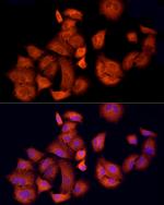 APAF1 Antibody in Immunocytochemistry (ICC/IF)