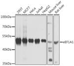 EEF1A1 Antibody in Western Blot (WB)