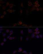 YAP1 Polyclonal Antibody