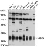 MRPL39 Polyclonal Antibody