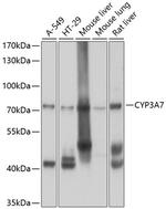 CYP3A7 Antibody in Western Blot (WB)