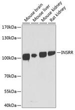 INSRR Polyclonal Antibody